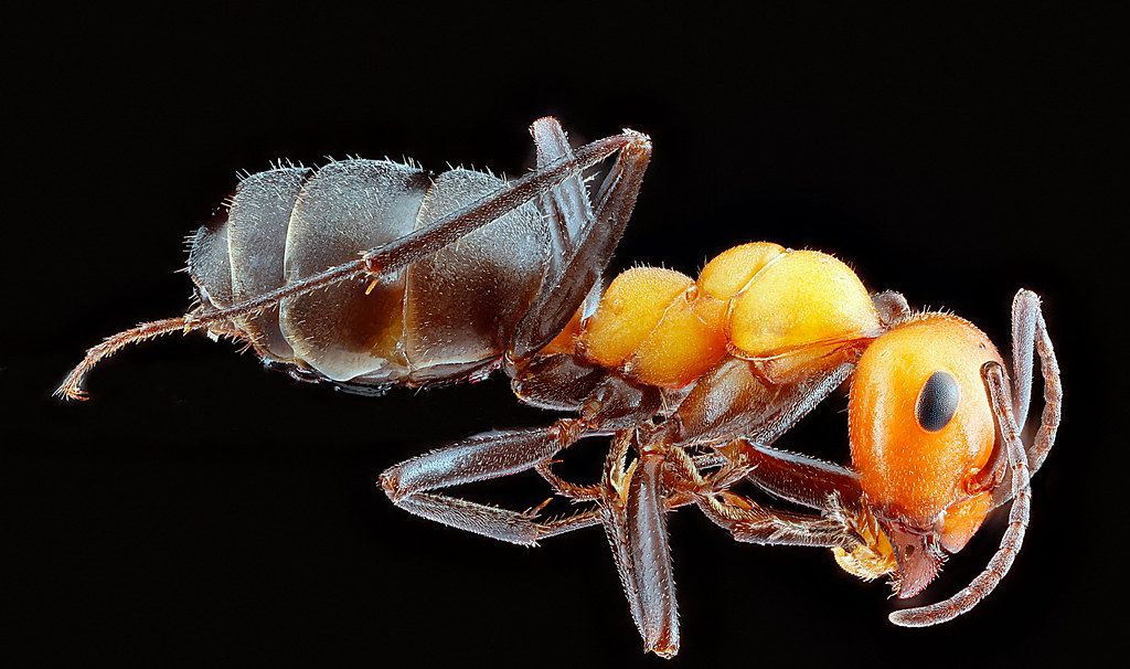 Ant Control service in St. Louis Park, MN