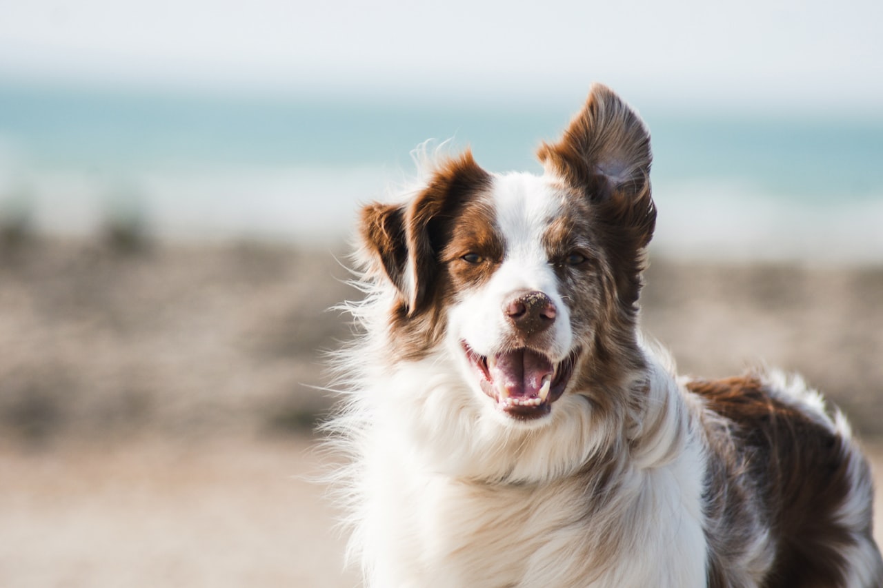 Flea & Tick Control service in St. Louis Park, MN