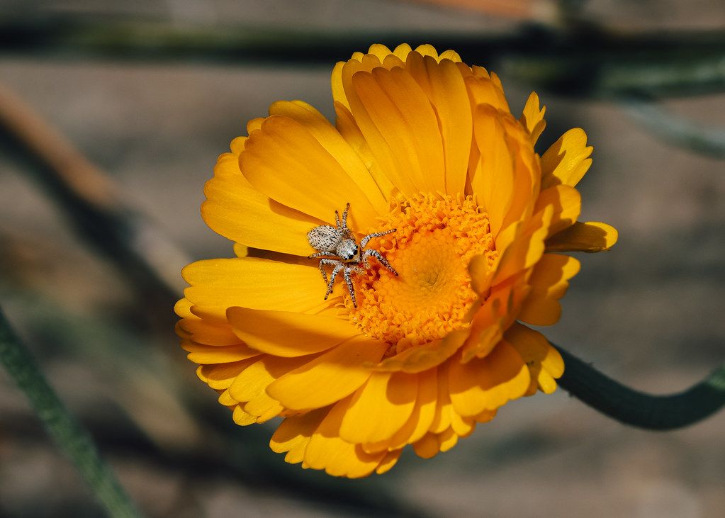 Spider Control service in St. Louis Park, MN